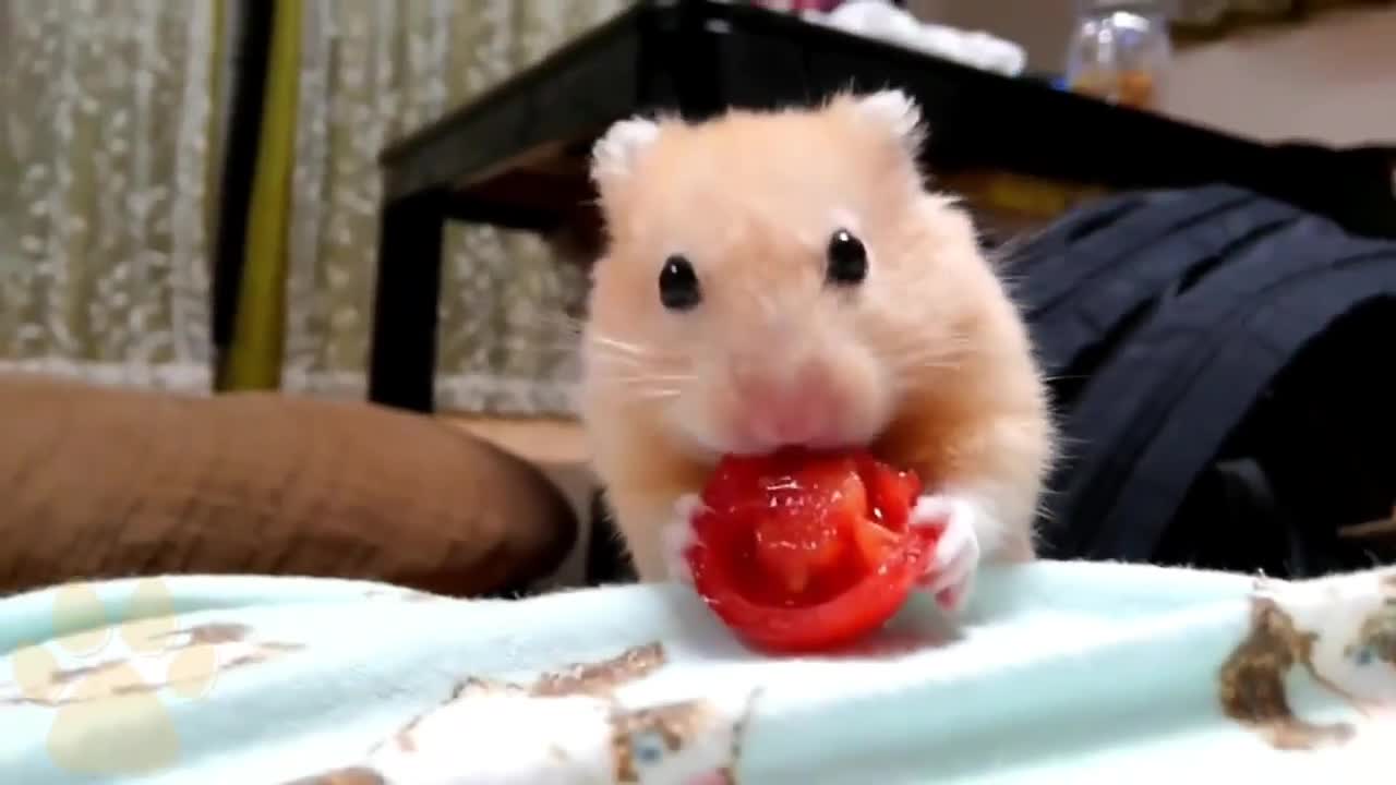 Aww😁 Funny and Cute Hamster Videos Compilation🐹 - Baby hamster #7