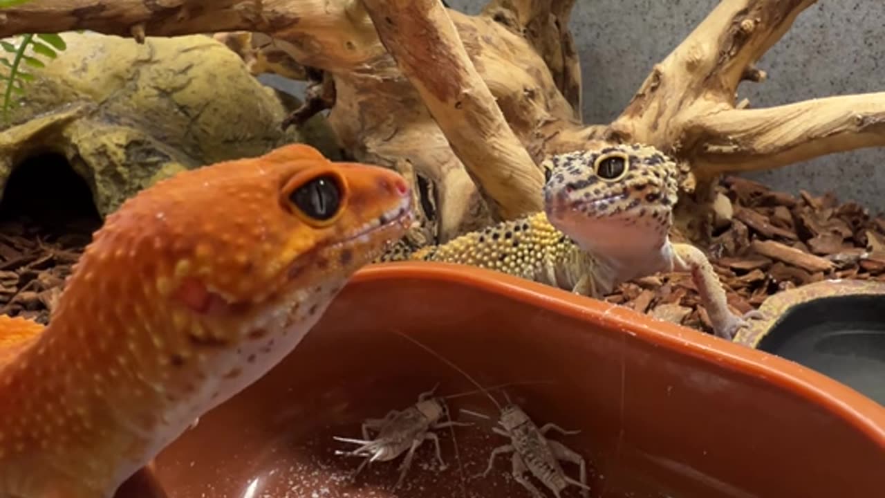 Reptail animals