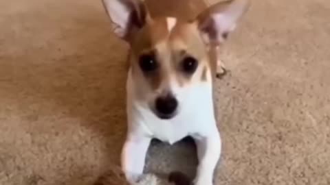 Animals funny moments video