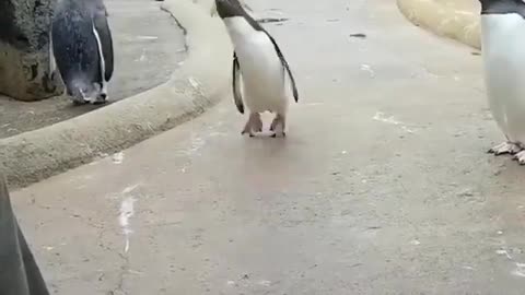 Dancing Penguin