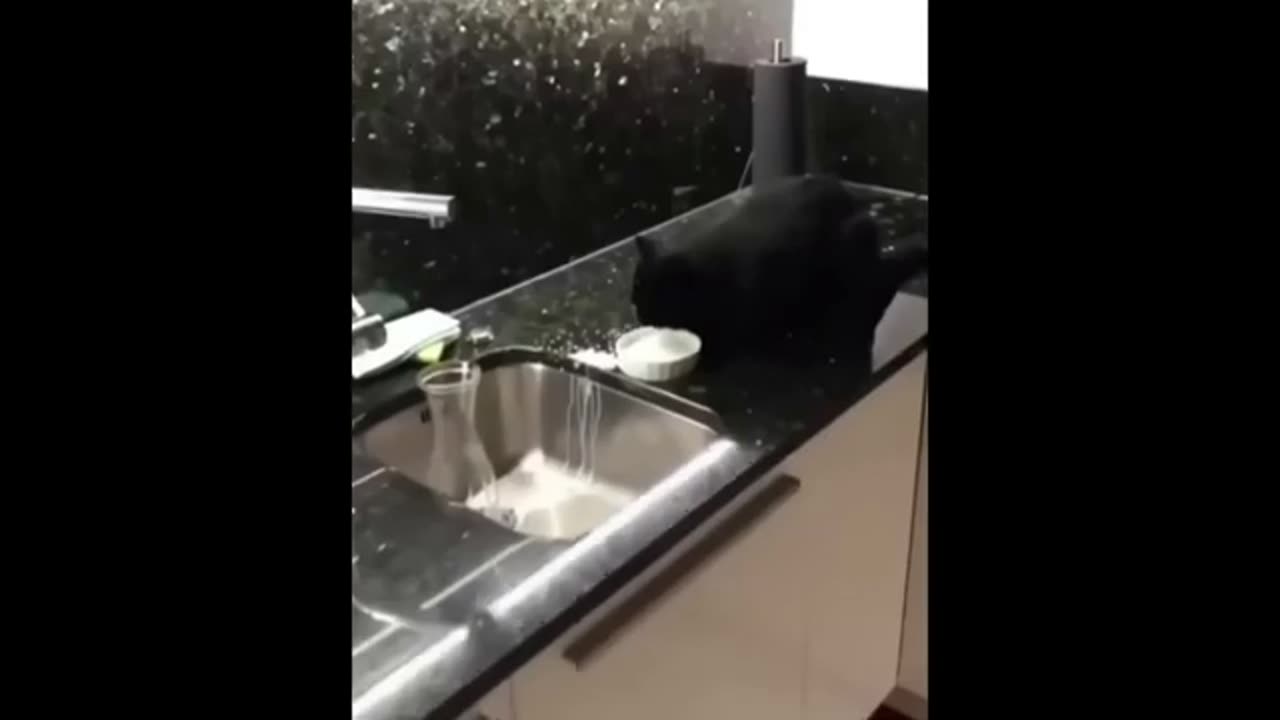 π Funniest Cats and Dogs Videos πΊπΆ || π₯°πΉ Hilarious Animal Compilation
