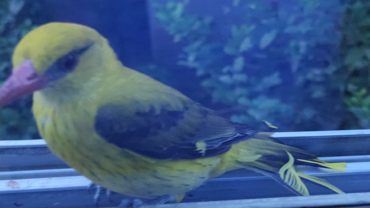 Bird