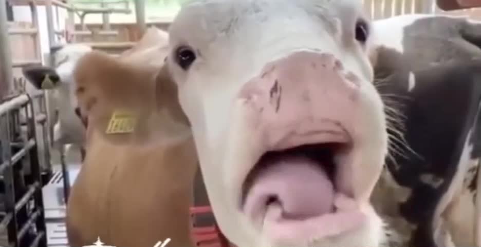 la vache qui'rit