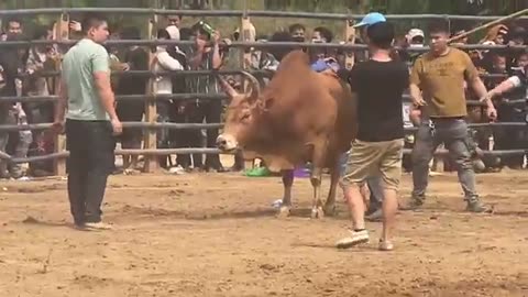 Bull fighting