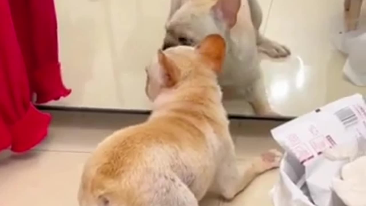 animal mirror2