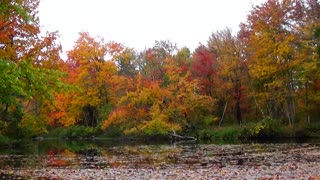 Foliage