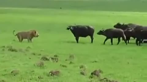 Putting lions to run