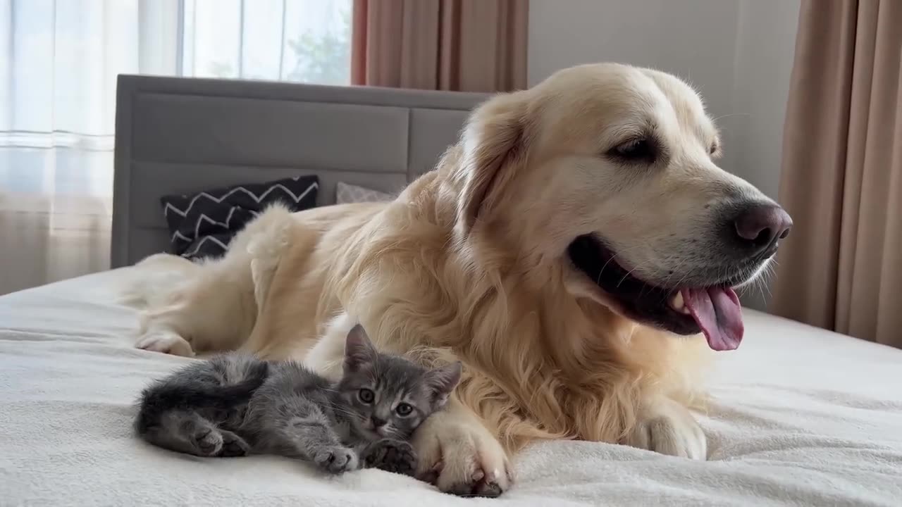 Golden Retriever Meets New Tiny Kitten for the First Time!