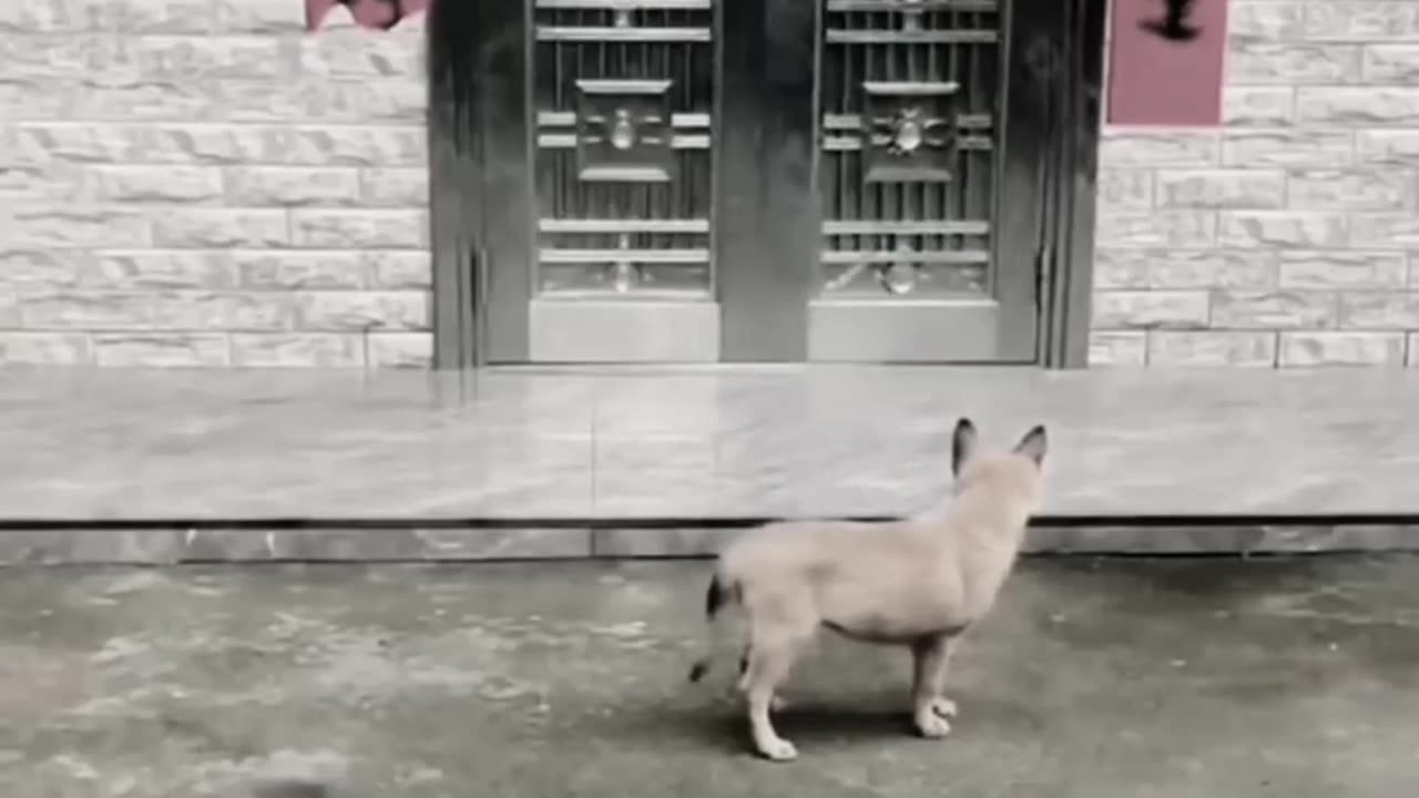 Sad dog 🐶