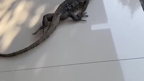 Lizard_Scrambles_Across_Tile_Floor____ViralHo