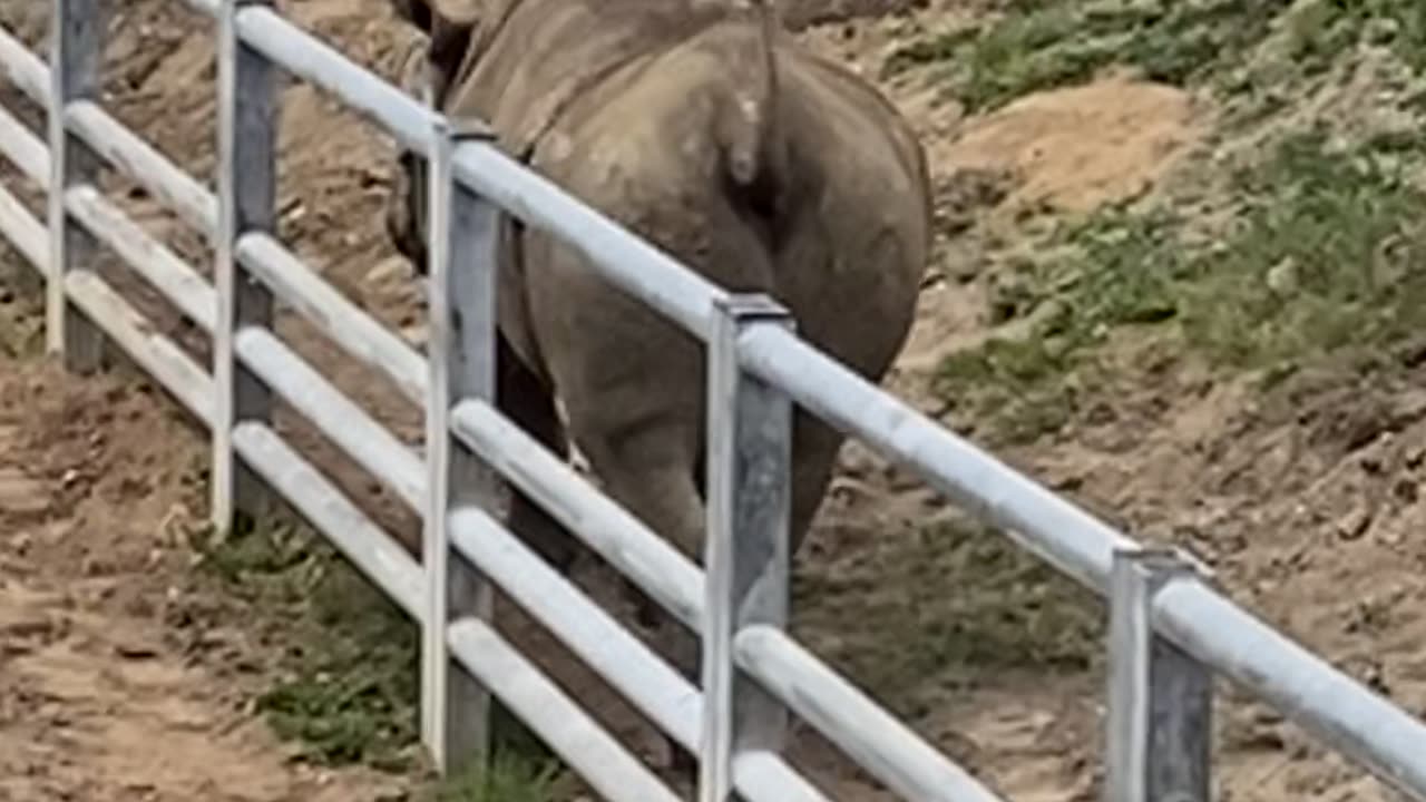 Look at the rhino's butt