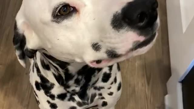 When you come back and your breakfast is gone...again