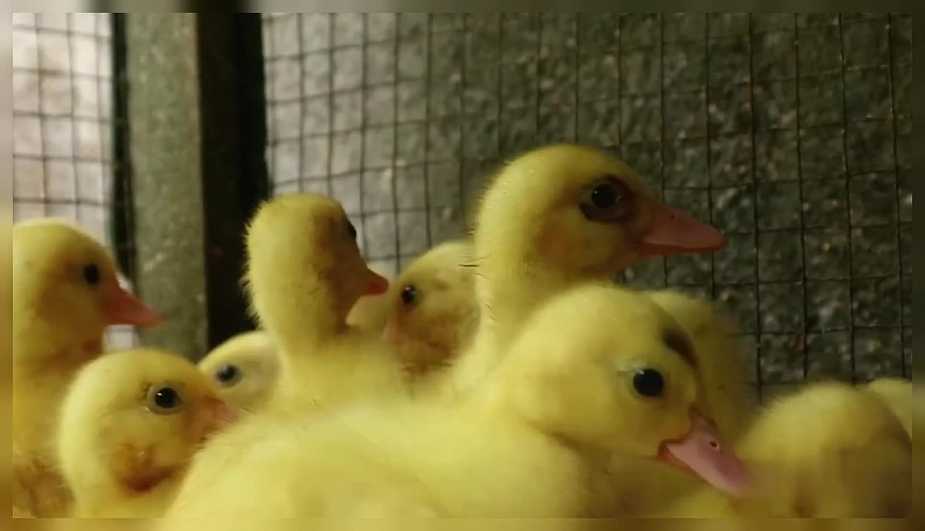 Cute Little Baby Ducks Group Of Baby Ducks