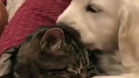 .Dogs and cats become good friends.