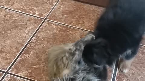 Battle of the Pets