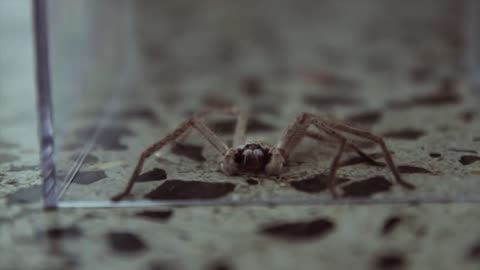 Huntsman Spider inside the house in Sydney, Australia.