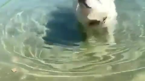 Dog swimming1