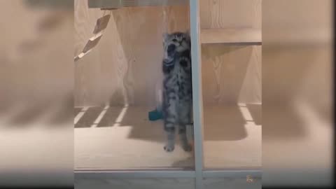 Cat funny video