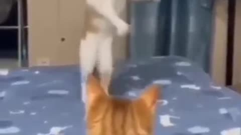 Funny Cats | Funny Viral Video of Funny Cat |funny animal videos