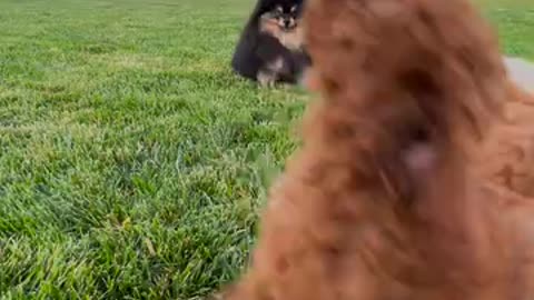 Cute dogs training video | love for animals | Dogs