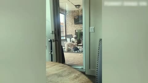Animals Crazy Moments | Episode 201