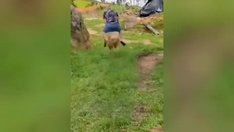 Watch hilarious dogs and cats