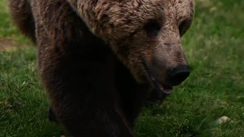 Wild animal brown bear