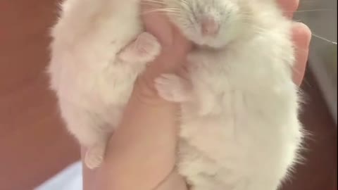 so cute, i like it so much