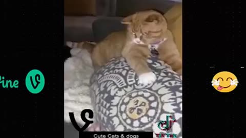 Best funny animal video | funny video