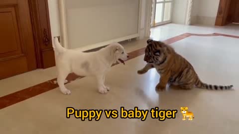 dog vs baby tiger video
