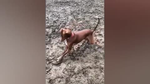 Funny Animals 001