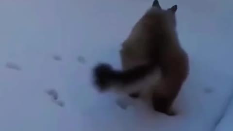 FUNNY ANIMALS VIDEOS TRY NOT TO LAUGH 🤣