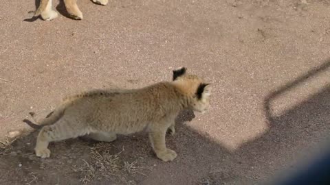 (REALLY CUTE AUDIO) Baby lion cubs chatting with Mom.