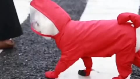 Dog Rain coat, to buy products go to description