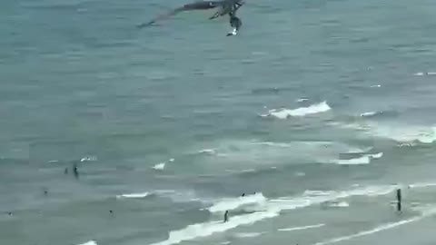 strong bird flying with a shark