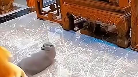Cute pets