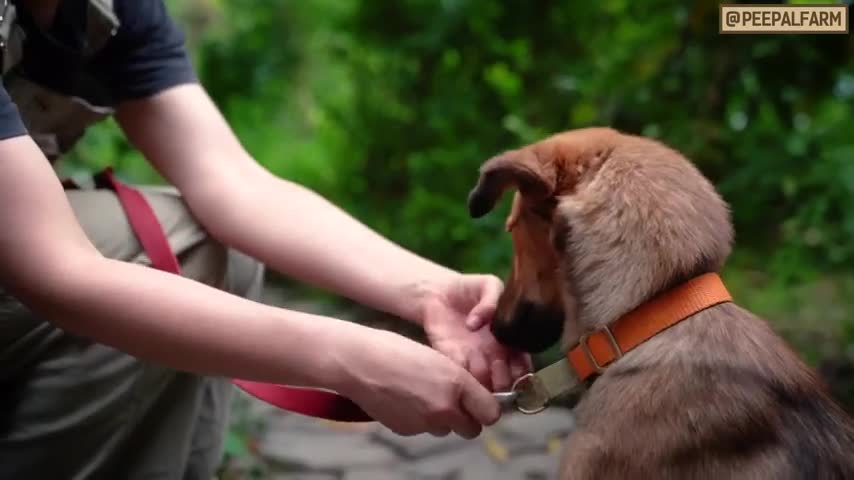 How to adopt a stray dog | Adopt street dog | Dog care tips