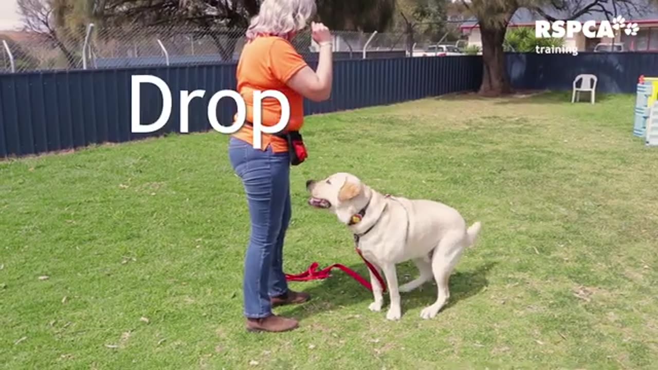 Free dog training video