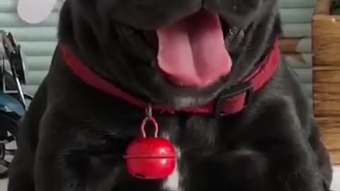 Cute baby funny videos