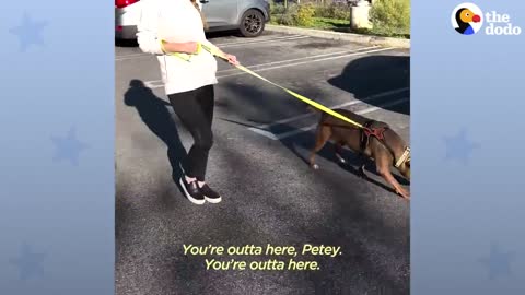 Rescue Pittie Fully Believes He's a Tiny Dog | The Dodo Pittie Nation