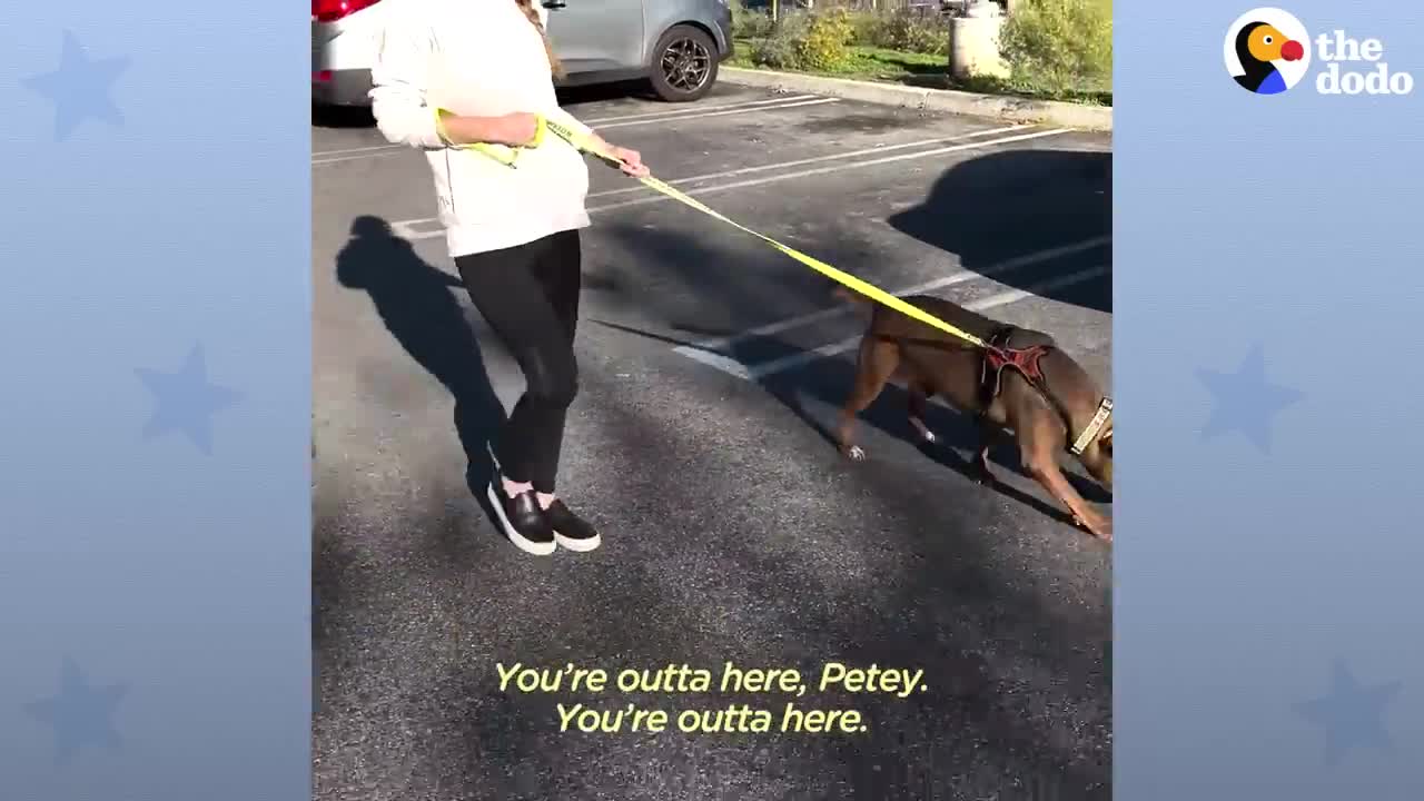 Rescue Pittie Fully Believes He's a Tiny Dog | The Dodo Pittie Nation