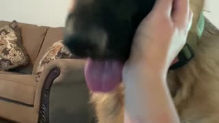 My dog always pulls my hand back for more pets!!!