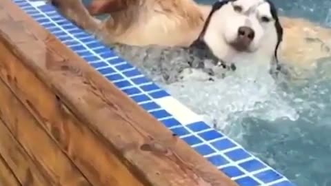 Funny Doggy