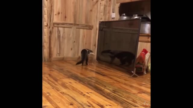 Funniest Cats And Dogs - Best Of The 2022 Funny Animal Videos.#14