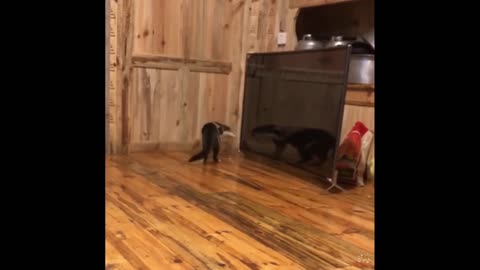 Funniest Cats And Dogs - Best Of The 2022 Funny Animal Videos.#14