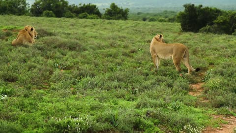 Lions In The Forest