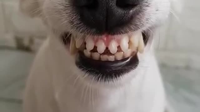 Funny Dog Can Smile - He Has Better Teeth Than Me