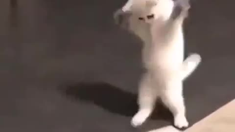 Cat dancing 2021