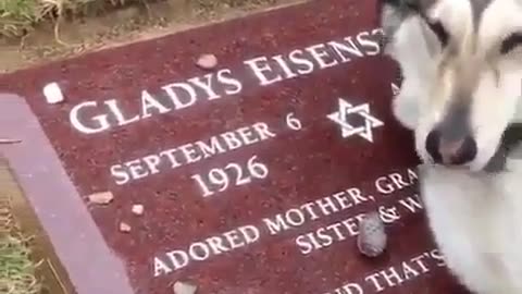 Dog crying for his dead owner