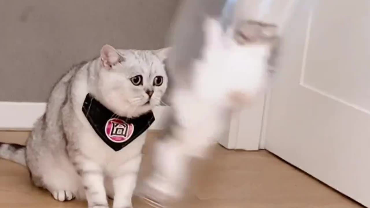 Cat viral funny video.
